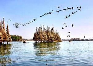 黄石东湖最新爆料,探寻自然与人文交融的生态奇迹”  第3张